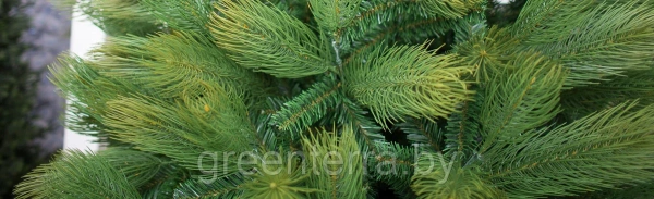 Сосна интерьерная "Кедр Канадский"