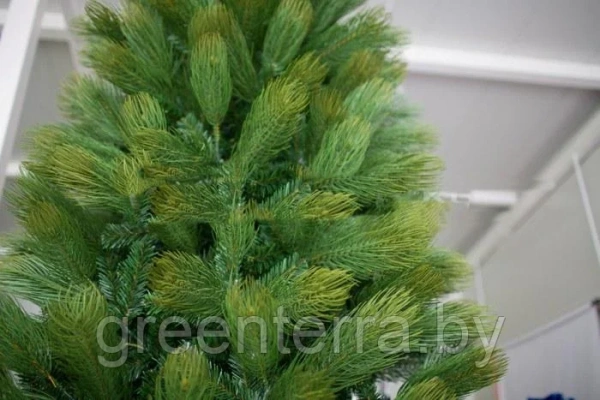 Сосна интерьерная "Кедр Канадский"