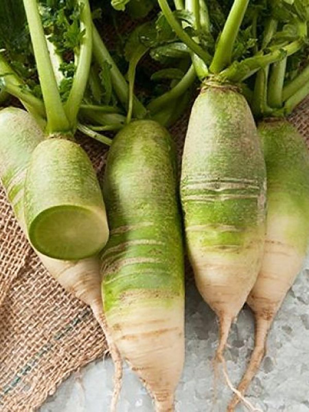 редька дайкон Мисато Грин 