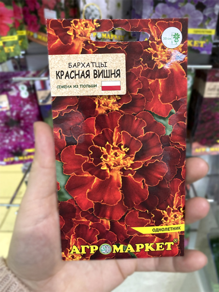 бархатцы Красная вишня