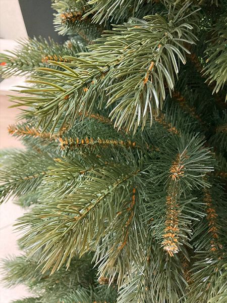 Сосна "Тундра"