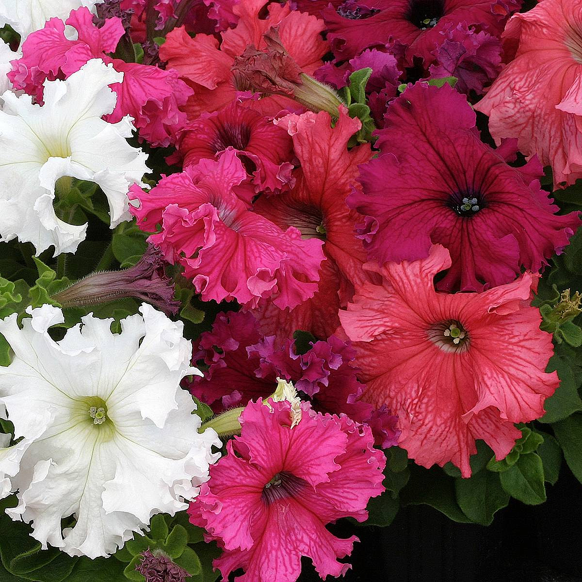 петуния Афродита смесь F1