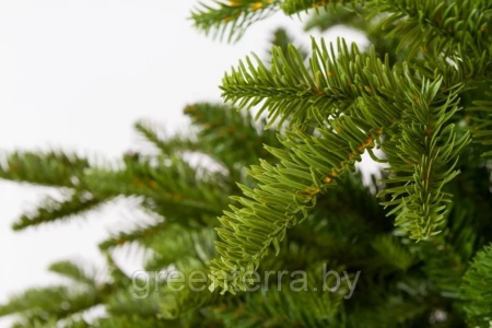 Ель "Тайга" светлая