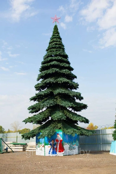 Ель ствольная "Таежная" Ель ствольная "Таежная"