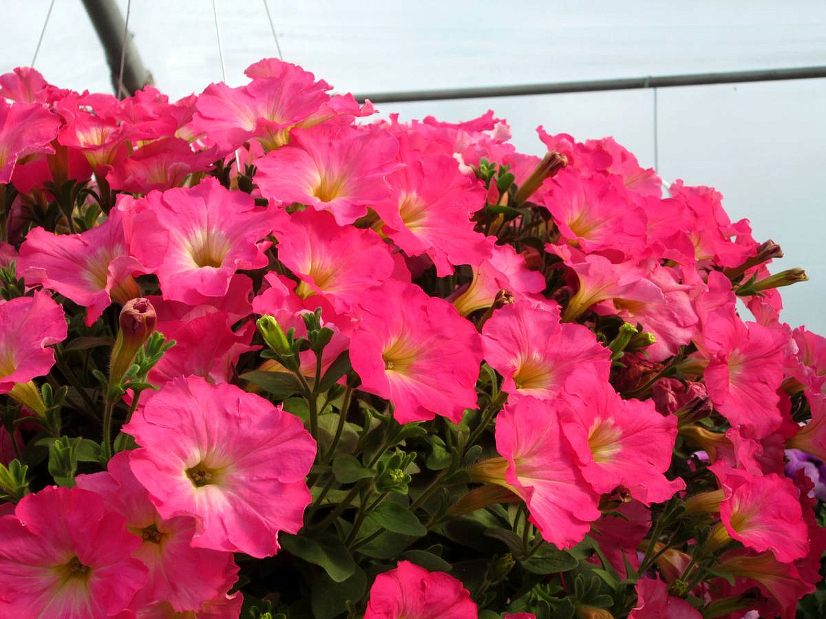 петуния "Ирен" F1 каскадная-ампельная тёмно-розовая