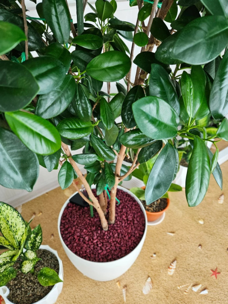 Щебень окрашенный гранитный, бордовый, 5-10мм, (20 кг)