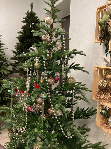 Елка "Нобилис"