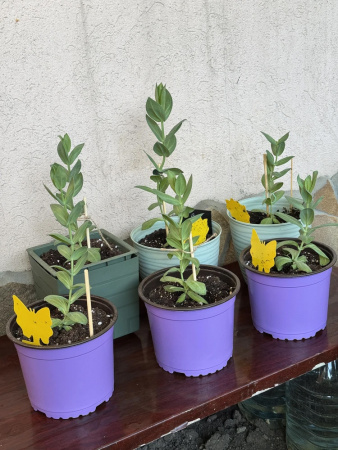 Горшок для рассады круглый формованный 2л, ø 17см, высота 13см. (лаванда)