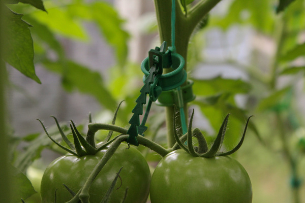 Хомут садовый для подвязки и фиксации растений 15см, уп. 50 шт.