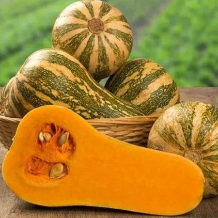 тыква Барбара F1 (5шт) Sakata