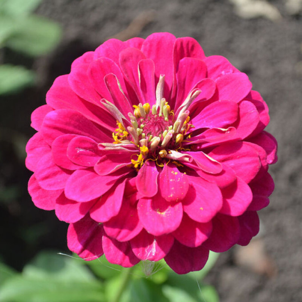 цинния Великан розовый, 0.3гр