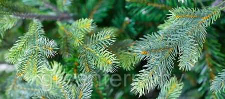 Ель интерьерная "Сказочная" премиум Ель интерьерная "Сказочная" премиум