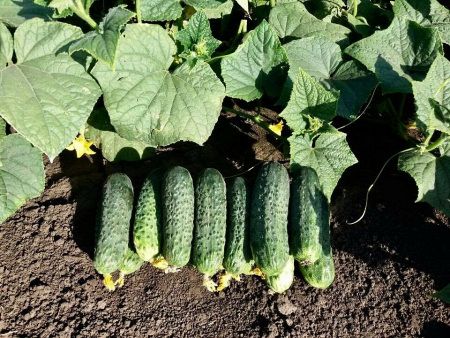 огурец партенокарпический Мария F1