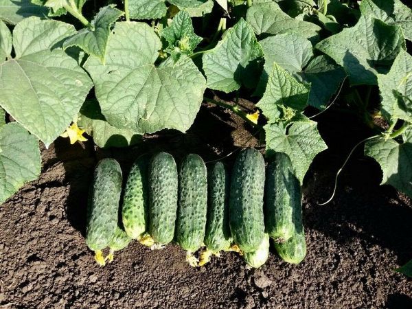 огурец партенокарпический Мария F1