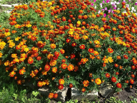 бархатцы откл. Веселая полянка, 0.3гр