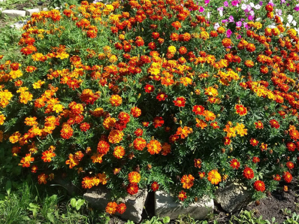 бархатцы откл. Веселая полянка, 0.3гр