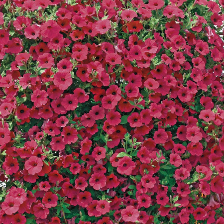 петуния  Парпл Вельвет