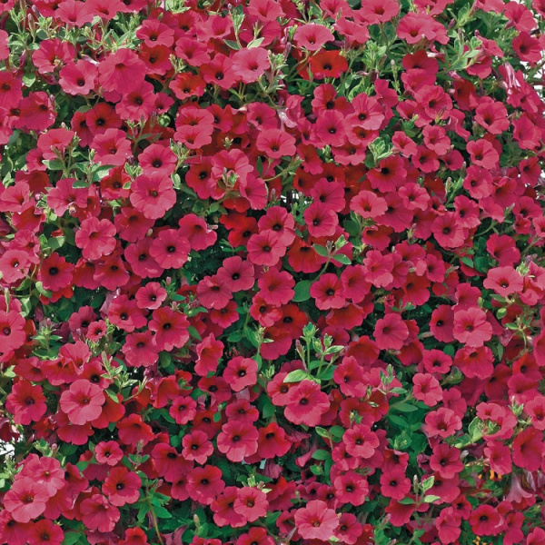 петуния  Парпл Вельвет