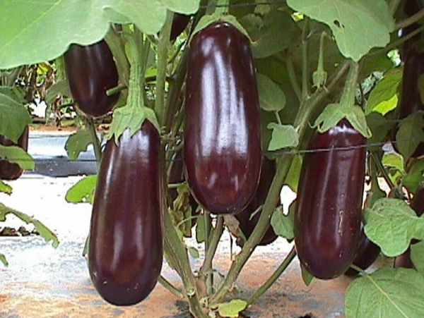 баклажан Рома F1