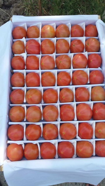 томат Пинк Парадайз F1