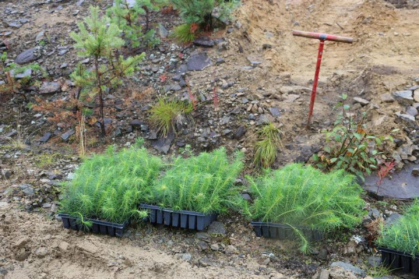 Кассета для лесовосстановления, 121 ячейка (50мл) K-121F