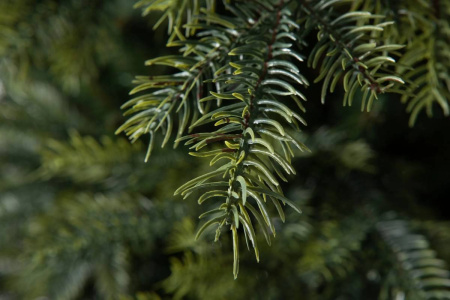 Елка "Орлеан"