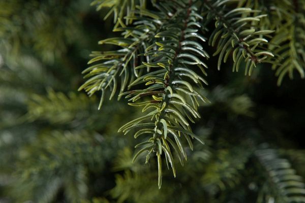 Елка "Орлеан"