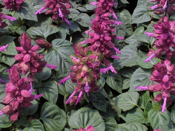 сальвия Лайлак Дварф, 10 шт