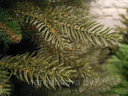 Елка "Непал"