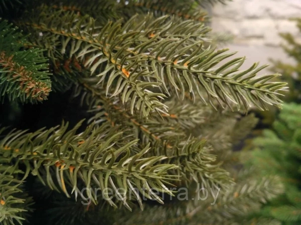 Елка "Непал"