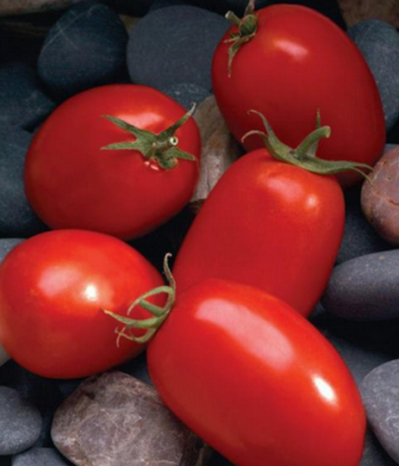 томат Индио F1