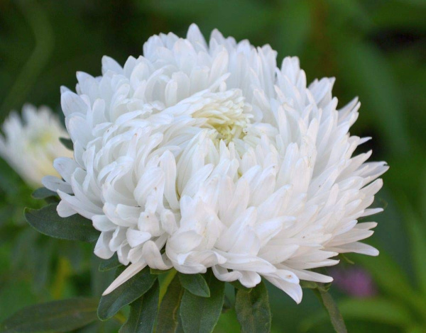 астра пионовидная Версаль