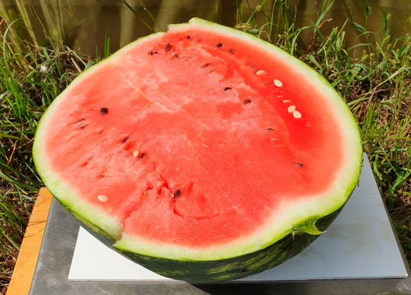 арбуз Кримстар F1