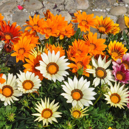 гацания Саншайн гибриды, 0.1 гр