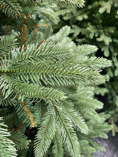 Елка "Калифорния"