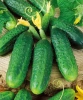 огурец партенокарпический Мария F1
