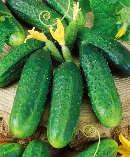 огурец партенокарпический Мария F1