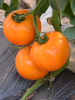 Томат Оранж 1