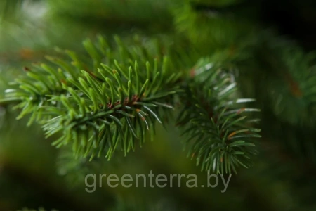 Елка "Аляска" светлая