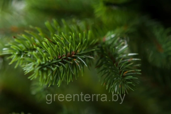 Елка "Аляска" светлая