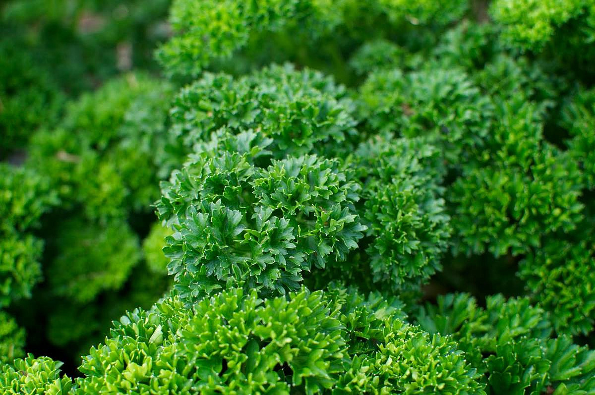 петрушка курчавая Мооскраузе
