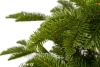 Ель "Тайга" светлая