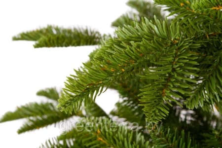 Ель "Тайга" светлая