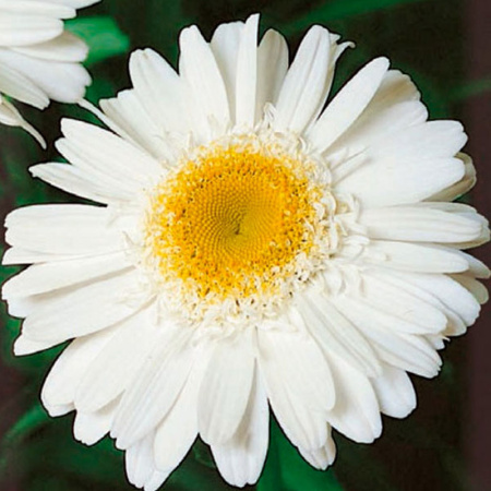 нивяник Майфилд махровый, 0.1гр