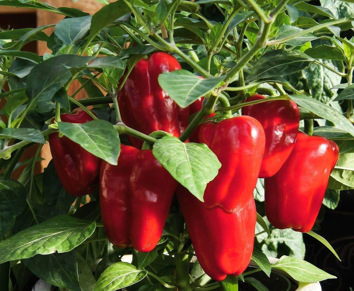 перец сладкий Рубика F1