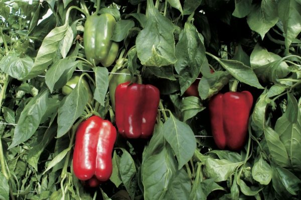 перец сладкий Омброне F1