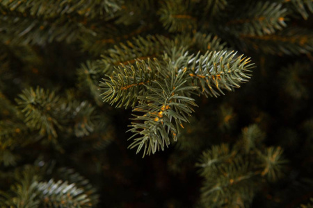 Ель "Премиум" (тёмная)