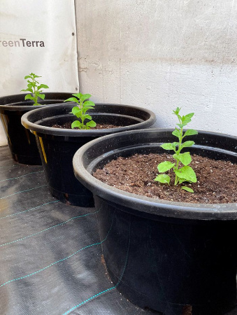 Горшок круглый под саженцы 35л, ø 44см, высота 32 см