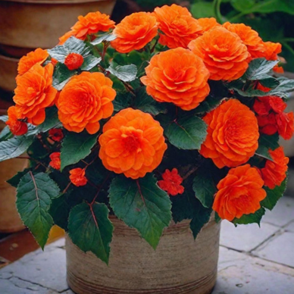 бегония клубневая Нон-стоп оранжевая F1,4шт