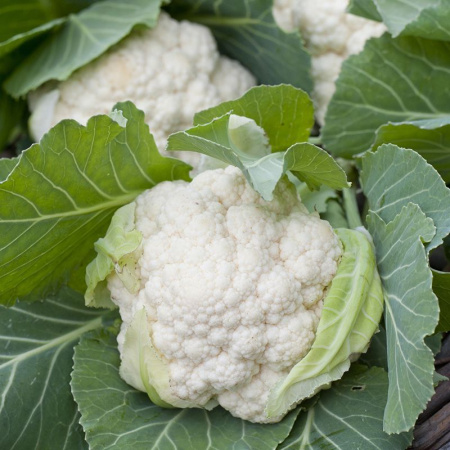 капуста цветная Уайт Эксел F1